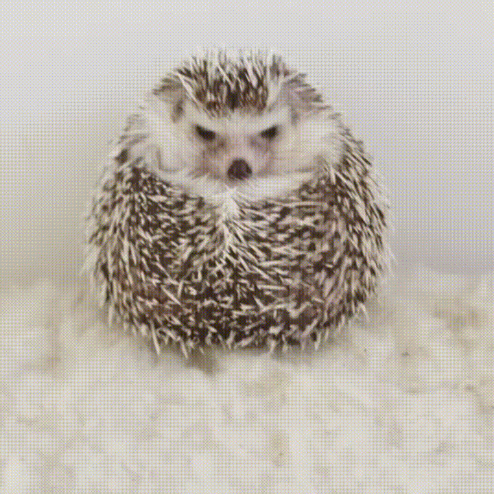 hedgehog,how,feed,spoon