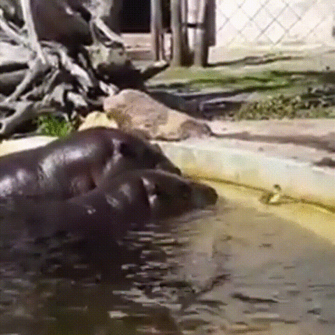 hippos,duckling