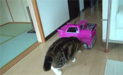 cat,animals,pink,car,toy,maru,pushing,shoving
