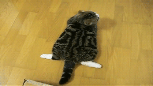 fat cat,kitty,cat videos,cat,maru,kitties,imadethis,maru the cat,ehehehe,chubby cat