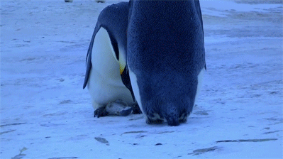 hugs,grieving,penguin,emotional