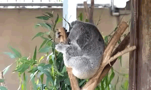 koala,cute,animal