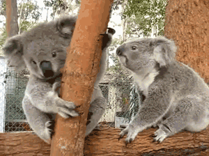 koala,animals,interested,grasping