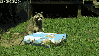 raccoon,theft,food,bag,steals,pound