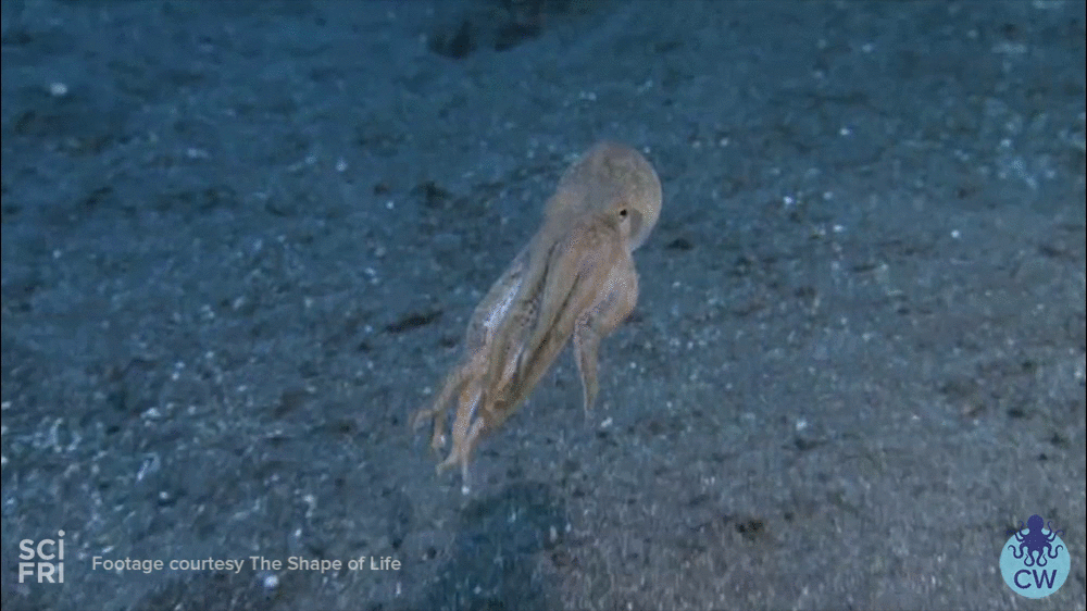 sea,animals,science,ocean,octopus,cephalopodweek,cephalopod week