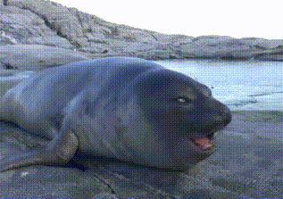 porpoise,approval,animal,people,seal