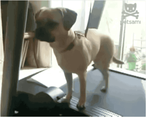 funny dog,lol,haha,treadmill,hehe,hilarious dog,dog working out,dog