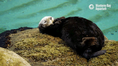 monterey bay aquarium,cute,adorable,tired,sleep,sleepy,otter,fluffy,nap,zzz,sea otter,naptime