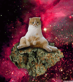nebula,cat pizza,space cat,tumblr cat,space,pizza,cat space