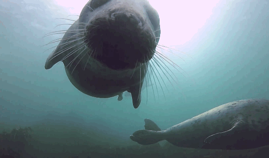 diving,seal,with,business,insider,gopro,scuba