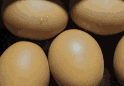 Bigtittygoth egg