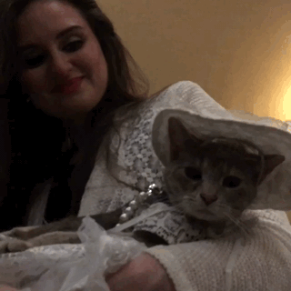cat,cats in costumes,algonquin cat fashion show 2016