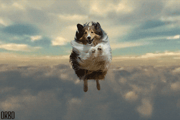 flying,flying dog,dog,airmail