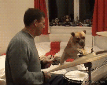 dog,smart,drums,drumming,rock star
