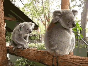 koala,animals,walking,grasping