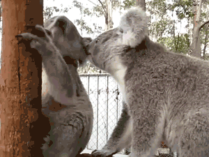 koala,animals,shaking,relaxing