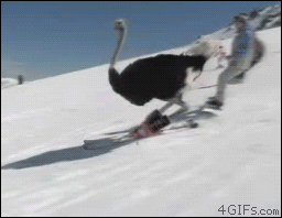 ostrich,animals,swag,snow,skiing,skis