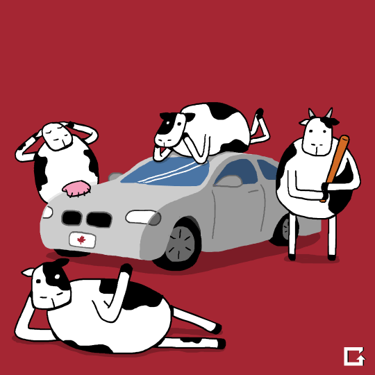 cows,moo,bmw,cars,bull,jared d weiss,news