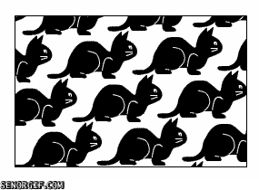 birds,cats,pattern,morphing