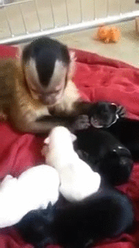 monkey,puppies,capuchin