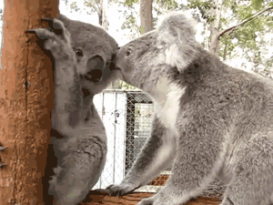 koala,animals,kiss,tree