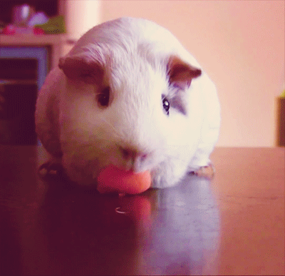 guinea pig,pig,carrot
