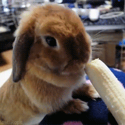 bunny,banana,scale