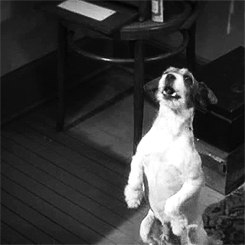 black and white,film,dog,the artist,play dead,uggie
