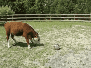 cow,soccer,ball