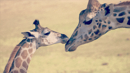 giraffe,love,animals,kiss,video,wildlife,zoo,animal s,baby animals,san diego,sdzsafaripark,families,safari park