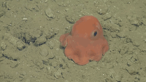 love,baby,animal,water,adorable,eyes,red,world,beach,sea,orange,little,save,octopus,ear,tentacles