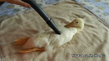 duck,suck