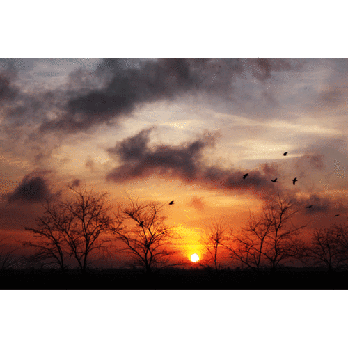 birds,sunset,nature,clouds,trees