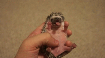 cute,hedgehog,hedgehog tummy,ubercute