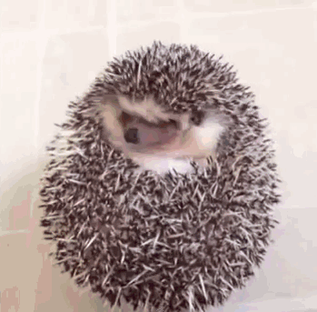 hedgehog,bay,getting