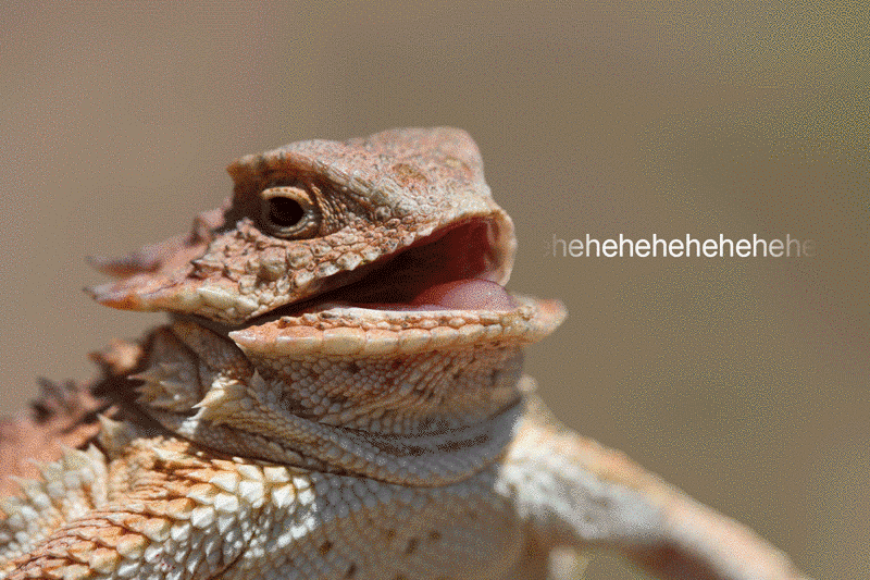 laughter,cackle,reactions,animal,laughing,lizard,hehe,chuckling