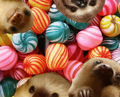 baby sloths,candy,sloth,sloths,baby sloth