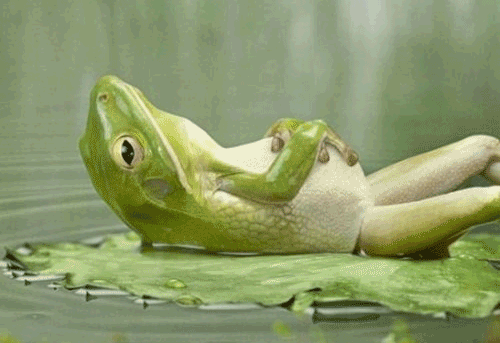 frog,relax,animal,treat yo self