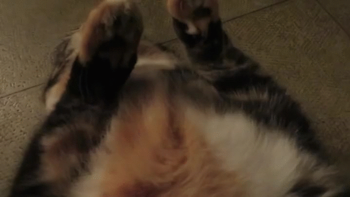 cat,stretch,sneeze