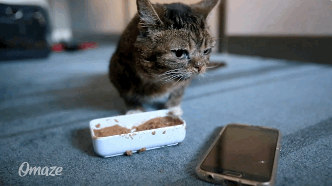 lil bub,cat,cats,eating,hungry,meow,cat food,nine lives,amazing