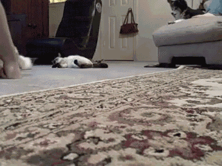 cat,lazy,zoom,vacuum,whoosh