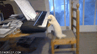 ferrets,keyboards