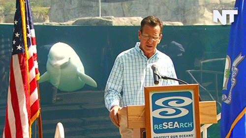 breaking news,animals,news,animal,nowthis,now this news,whale,photobomb,whales,governor,nowthisnews,connecticut,beluga whale