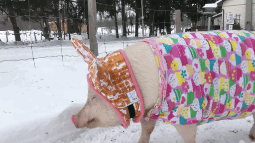 snow,pig