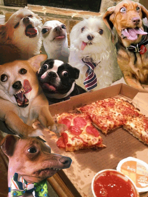 Animated GIF: dog pizza party party.