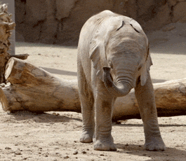 animals,nature,adorable,elephant,wildlife,baby animals,trunk,conservation,san diego zoo safari park,elephant calf
