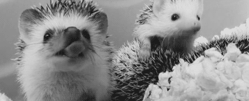 sleepy hedgehog yawning,black and white,tired,sleepy,hedgehog,yawn,yawning,hedgehogs