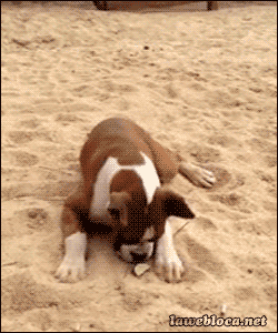 beach,sand,beachdogs