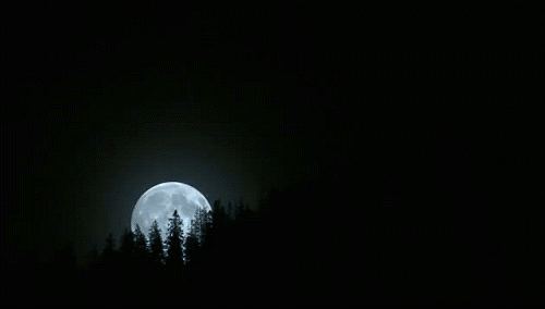 weird,black,dark,moon,sky,strange,trees