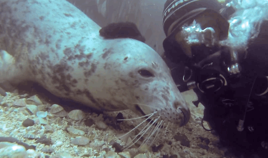 with,business,gopro,insider,diving,scuba,seal